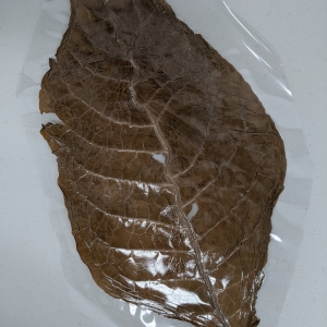 Photo of Cigar Row Events