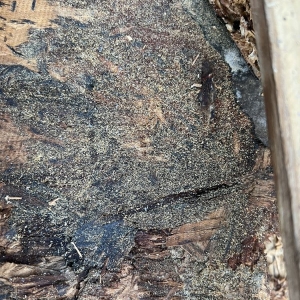 Photo of Roof Fix