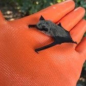 Photo of All City Animal Trapping
