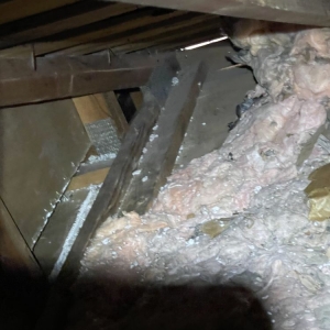 Photo of All City Animal Trapping