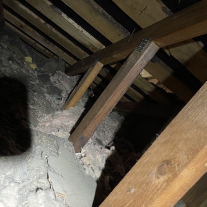 Photo of All City Animal Trapping