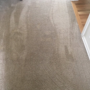 Photo of Green Planet Carpet Cleaning