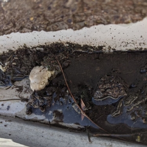 Huntington Beach Gutter Guru