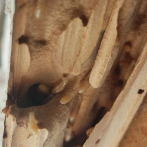 Photo of CA Luce Termite Control