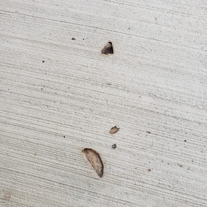 Photo of Jose's Concrete Services