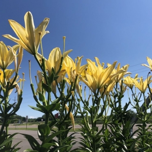 Photo of Heidi's GrowHaus & Lifestyle Gardens