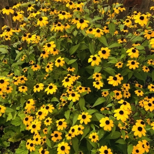 Photo of Heidi's GrowHaus & Lifestyle Gardens