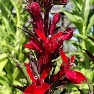 Photo of Heidi's GrowHaus & Lifestyle Gardens