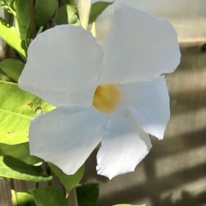 Photo of Heidi's GrowHaus & Lifestyle Gardens
