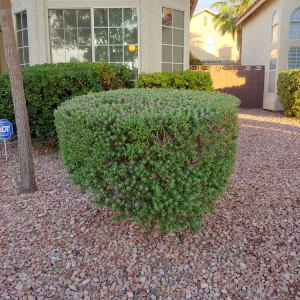 Photo of First Choice Tree Service