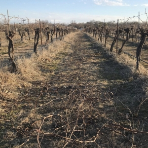 Photo of Canadian River Vineyards & Winery Llc