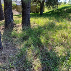 Photo of El Cubanito's Lawn And Landscaping Services