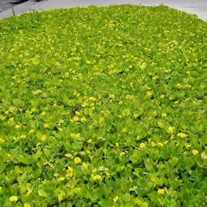 Photo of South FL Eco-Friendly Landscapes