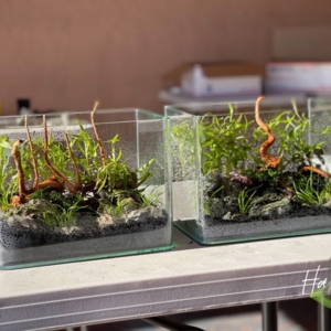 Photo of Hakkai - Aquascape Design Gallery