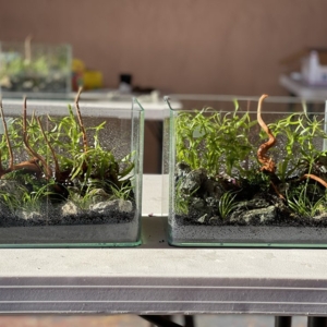 Photo of Hakkai - Aquascape Design Gallery