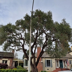 Photo of Rodriguez Tree Service