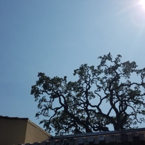 Photo of Rodriguez Tree Service