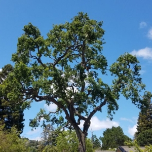 Photo of Rodriguez Tree Service