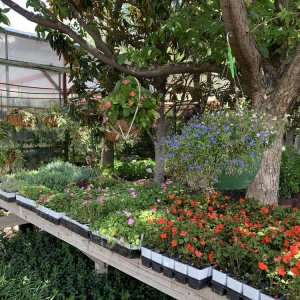 Photo of Guardado Garden Center