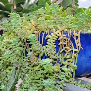 Photo of Guardado Garden Center