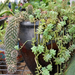 Photo of Guardado Garden Center