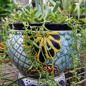 Photo of Guardado Garden Center