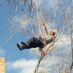 Photo of AB Tree Service