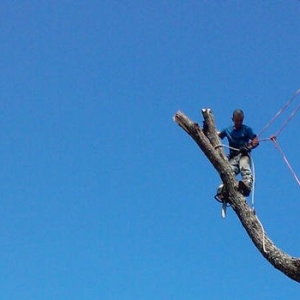 Photo of AB Tree Service