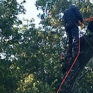 Photo of AB Tree Service