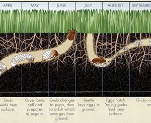 Photo of Your Time Lawn Care