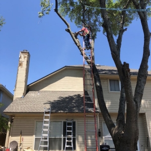 Photo of Neighborhood Lawn Care and Tree Service