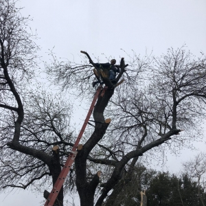 Photo of Neighborhood Lawn Care and Tree Service