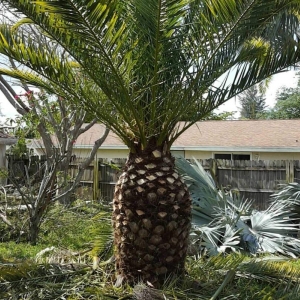 Photo of Castro Gardening