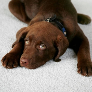 Photo of Billy Rays Carpet & Upholstery Cleaning