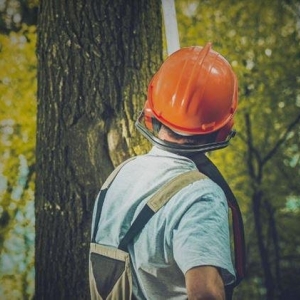 Photo of Joe's Tree Services