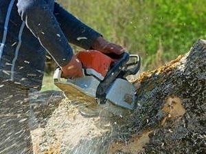 Photo of Joe's Tree Services