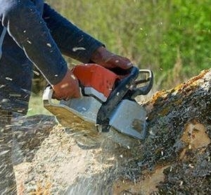 Photo of Joe's Tree Services