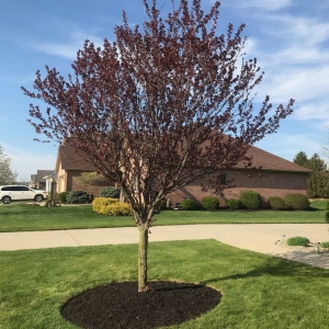 Photo of Infinite Grace Landscaping