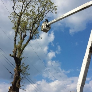 Photo of Omar's Tree Service
