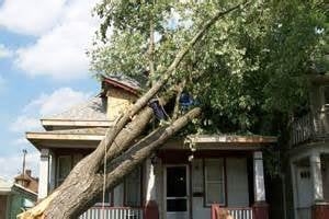 Photo of Omar's Tree Service