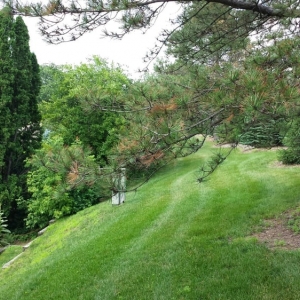 Photo of Omar's Tree Service