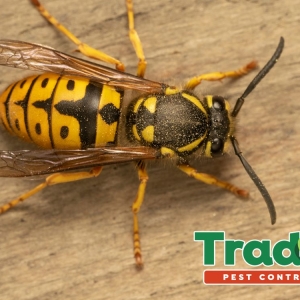 Photo of Trad's Pest Control
