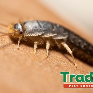 Photo of Trad's Pest Control