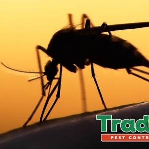Photo of Trad's Pest Control