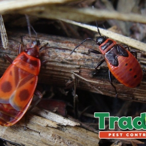 Photo of Trad's Pest Control