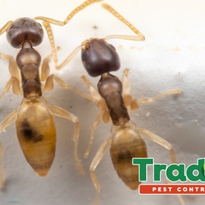 Photo of Trad's Pest Control