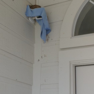Photo of Blue Dream Power Washing