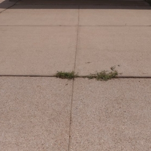 Photo of Blue Dream Power Washing