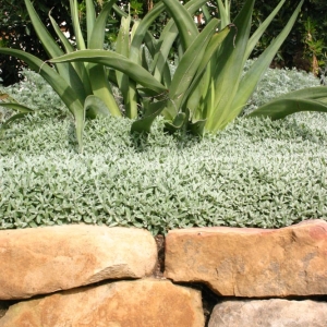 Photo of Carson Douglas Landscape Architecture