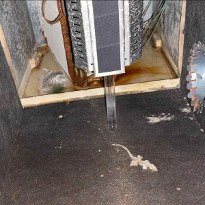Photo of Green Air Duct Cleaning